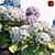 Blooming Beauty: Hydrangea in Pots 3D model small image 2