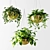 Gilded Ampel Plants: Stunning Home Decor 3D model small image 2