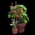  Tomato and Rosemary Plant Set 3D model small image 4