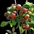  Tomato and Rosemary Plant Set 3D model small image 6