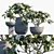 Fragrant Gardenia in Pots 3D model small image 1
