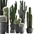 Exotic Cactus Collection - 411 Varieties 3D model small image 1