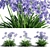 Exquisite Agapanthus Blooms 3D model small image 1