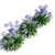 Exquisite Agapanthus Blooms 3D model small image 2