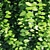 Tall Vernonia elliptica: 1.5-4m 3D model small image 1