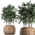 Exotic Raphis Palm Collection 3D model small image 1