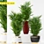 Lush Greenery Bundle - 264 Realistic Plant Models 3D model small image 1