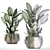 Exotic Indoor Plant Collection 3D model small image 3