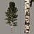 Tall Birch Tree Model for 3D Rendering 3D model small image 1