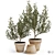 Olive Trees in Terracotta: Decorative Plant Set 3D model small image 1