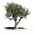 Europa Olea: Majestic Summer Tree 3D model small image 1