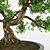 Artificial Bonsai Tree: Detailed, Textured 3D model small image 2