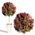 Compact Red Robin Photinia 3D model small image 1