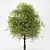 Lush Maple Tree - 10m Height 3D model small image 1