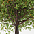 Lush Maple Tree - 10m Height 3D model small image 2