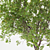  Majestic Maple Tree - 20m Height 3D model small image 2