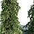 Elegant Weeping White Spruce 3D model small image 3