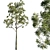 Citrus-Infused Eucalyptus Tree 3D model small image 1