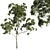 Citrus Scented Tree - Corymbia citriodora 02 3D model small image 1