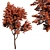 Japanese Maple 3D Model 3D model small image 1