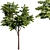 Acer Green Maple Tree 3D model small image 1