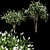 White Crape Myrtle: Elegant Blooms 3D model small image 1
