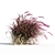 Vibrant Red Pennisetum in Breezy Dance 3D model small image 3