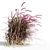 Vibrant Red Pennisetum in Breezy Dance 3D model small image 4