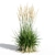 Feathery Beauty: Feather Reed Grass 3D model small image 5