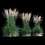 Feathery Beauty: Feather Reed Grass 3D model small image 11