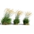 Graceful Feather Reed Grass 3D model small image 1