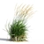 Graceful Feather Reed Grass 3D model small image 5