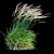 Graceful Feather Reed Grass 3D model small image 18