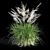 Miscanthus Sinensis: Ornamental Grass 3D model small image 4