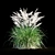 Miscanthus Sinensis: Ornamental Grass 3D model small image 9