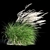 Elegant Wind-Swept Miscanthus 3D model small image 5