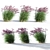 Ruby Red Maiden Grass: Majestic Beauty in the Breeze 3D model small image 1