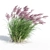 Ruby Red Maiden Grass: Majestic Beauty in the Breeze 3D model small image 3