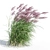 Ruby Red Maiden Grass: Majestic Beauty in the Breeze 3D model small image 4