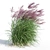 Ruby Red Maiden Grass: Majestic Beauty in the Breeze 3D model small image 5