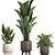 Plant Collection: Exotic Houseplants 3D model small image 4