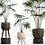 Exotic Houseplants Collection 3D model small image 3