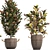 Exotic Collection: Croton Houseplants 3D model small image 3