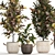 Exotic Collection: Croton Houseplants 3D model small image 5