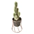  Prickly Beauties: Cactus Deco 3D model small image 1