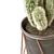  Prickly Beauties: Cactus Deco 3D model small image 3