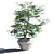 Japanese Maple in Pot - 4 3D model small image 1