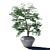 Japanese Maple in Pot - 4 3D model small image 2