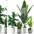 Exotic Plant Collection: Banana, Rubber, Aloe Vera, Palm 3D model small image 5