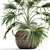 Exotic Palm Livistona: Houseplant Collection 3D model small image 2